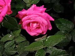 -人民公园(罗湖区)