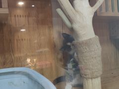 -叮叮猫咪生活馆