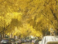 -三里屯东五街银杏大道