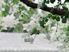 -宫事颐庭·老佛爷贵寿下午茶(颐和园店)