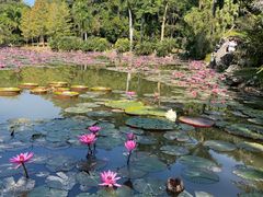 -中国科学院西双版纳热带植物园