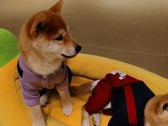 -逗柴咖啡屋·狗咖猫咖宠物桌游