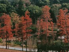 -云溪植物园