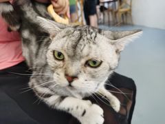 -猫友咖啡店(玉林西路店)