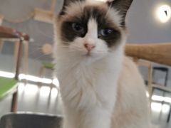 -喵喵咪呀布偶猫咖(春熙路店)