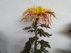 -新白鹿餐厅(龙游路总店·杭帮菜名店)