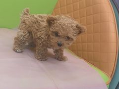 -北京观赏动物医院·24小时大型综合·猫专科·异宠专科