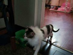 -骐奇宠物诊疗中心(南亭公路店)