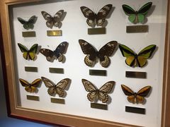 -上海昆虫博物馆