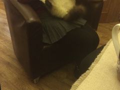 -猫色咖啡·猫咖