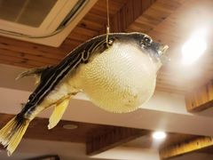 -天正河鲀·河豚亭(大连店)