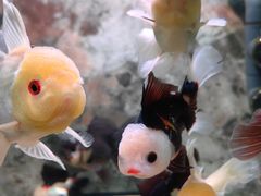 -西安国际创新人才交流中心•药浴温泉