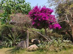 -西双版纳基诺山寨