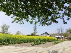 -田园东方蜜桃村的田野营地