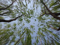 -东升八家郊野公园