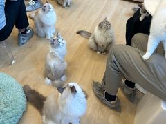 -有喵·猫咖·狗咖·30几只猫10只小狗(岗厦店)