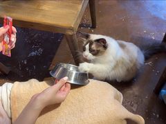 -猫猫幼稚园·撸猫·桌游·电玩