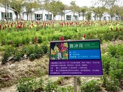 -广东花都香草世界旅游度假区