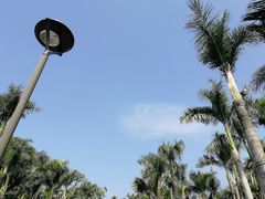 -深圳仙湖植物园-停车场