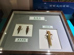 -上海昆虫博物馆