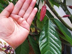 -Belice Chocolate Kingdom