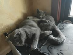 -宠福鑫康馨动物医院·骨科·眼科