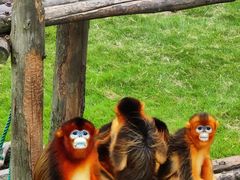 -西霞口神雕山野生动物世界
