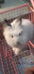 -Moni星球萌宠·小马宝莉·灵蛇·高端高阶全萌宠互动体验俱乐部(红豆国际广场店)
