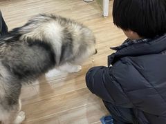 -李小姐の猫咖啡馆(五角场店)