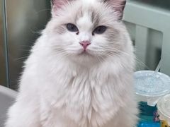 -有喵·猫咖·狗咖·30几只猫10只小狗(岗厦店)