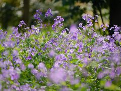 -上海滨江森林公园