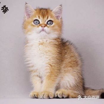 猫咪愿意让你碰“这些东西”，绝对是真爱！