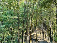 -火炉山森林公园