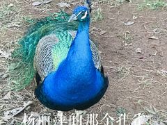 -昆明动物园