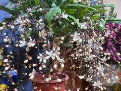 -双季花艺园艺市场(浦东店)