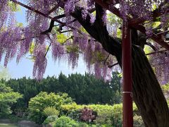 -嘉定紫藤园