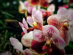 -味千拉面(双井店)