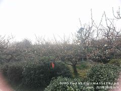 -南京市溧水区傅家边梅花山弄山庄