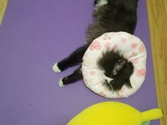 -纳吉亚猫专科动物诊疗中心(蒋宅口分院)