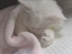 -安安宠医宠物医院·异宠·犬猫内科(岳阳分院)