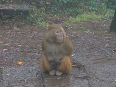 -重庆雨台山风景区
