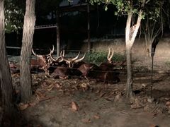 -清迈夜间动物园