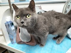 -纳吉亚猫专科动物诊疗中心(蒋宅口分院)