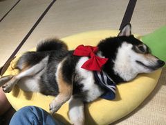 -逗柴咖啡屋·狗咖猫咖宠物桌游