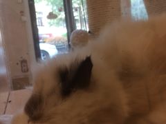 -Pets First伊珊娜洗护·精致美容·家庭式寄养(新会路店)