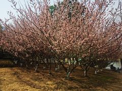-白塘生态植物园