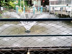 -芭厘农庄老字号·清远鸡