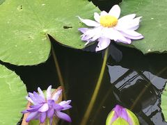 -国家植物园南园