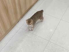 -瑞鹏宠物医院·夜间急症·心超·猫科(祖庙分店)