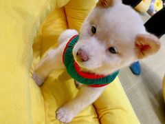 -逗柴咖啡屋·狗咖猫咖宠物桌游